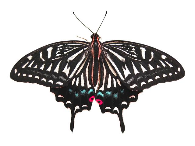 Removing Battery from Electric Wheelchair: Essential Guide! 1 Understand the Importance of Removing the Battery