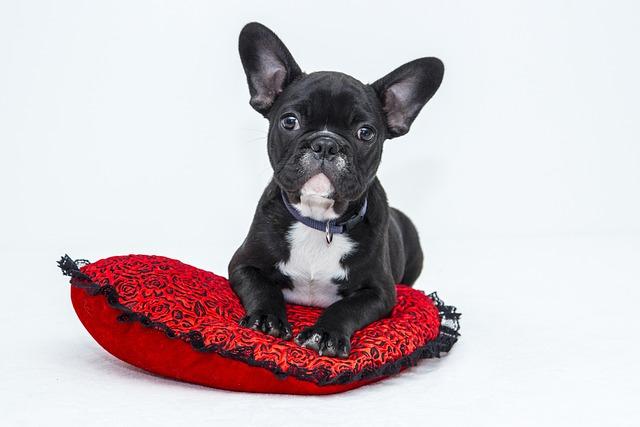 FAQs About Using a Dog Trailer for Bike Riding