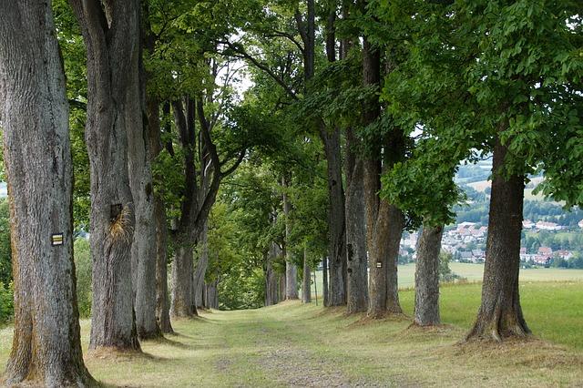 Double the Fun with an Electric Trike for Two 3 Top Brands and Models to Consider for Two-Seater Trikes