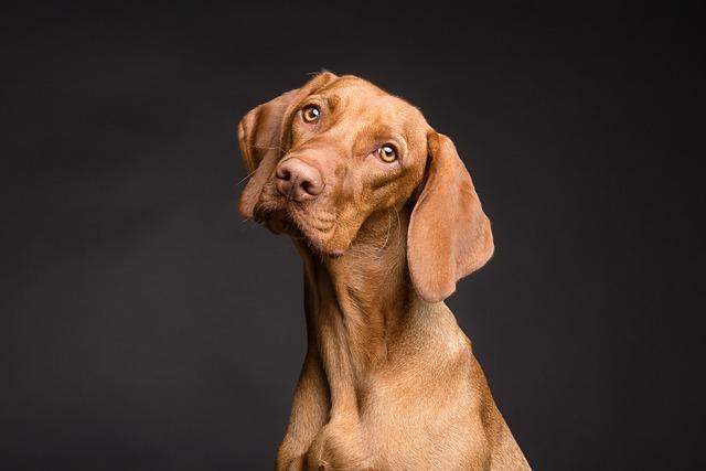 Comparing the Top Dog Trailer to Other Brands on the Market