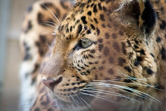 Donate Your Electric Wheelchair Near You - Learn Where! 4 Donate Your Electric Wheelchair - Make a Difference in Someone's Life