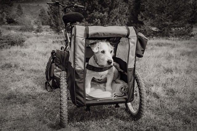Take Your Pup Along: Dog Trailer for Electric Tadpole Trike - Your Guide 2 Benefits of Using a Dog Trailer for Electric Tadpole Trike