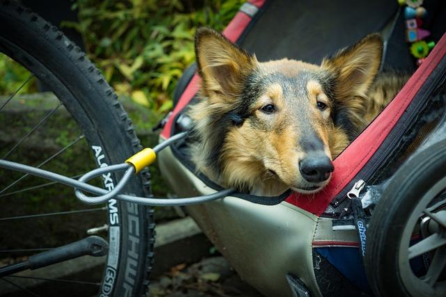Take Your Pup Along: Dog Trailer for Electric Tadpole Trike - Your Guide 7 FAQs About Using a Dog Trailer