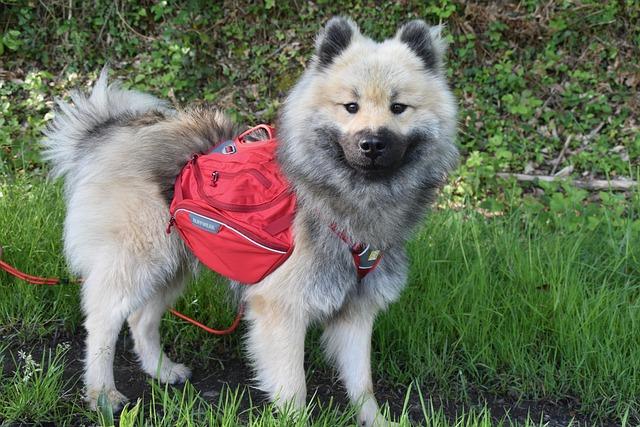 Electric Bike with Large Dog Carrier: Adventure with Your Furry Friend 4 Features to Look for in a Dog Carrier for Electric Bikes