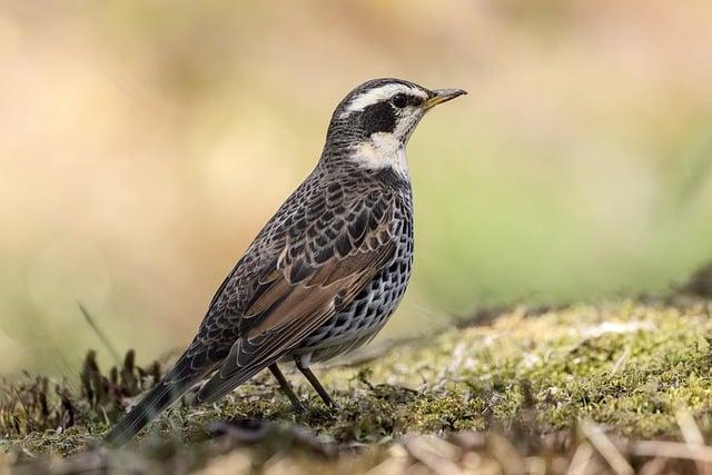 Navigating Different Terrain with Ease Using Throttle and Pedal Assist